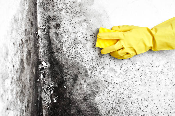 Best Post-Flood Mold Remediation in Minster, OH