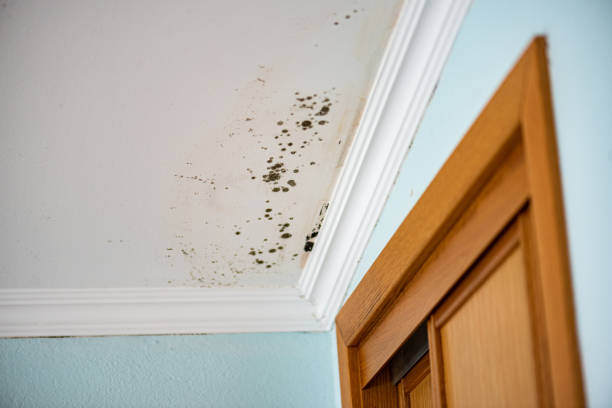 Best Kitchen Mold Remediation in Minster, OH