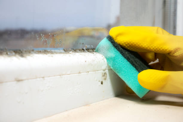 Best Basement Mold Remediation in Minster, OH