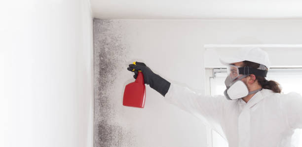 Best Crawl Space Mold Remediation in Minster, OH
