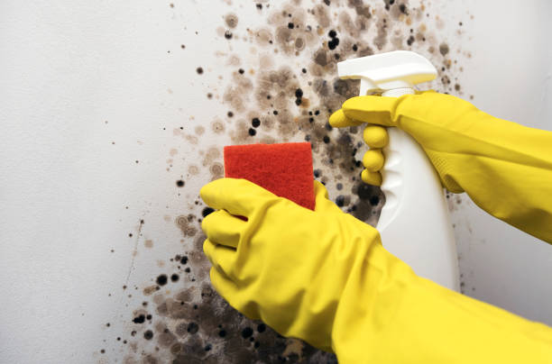 Professional Mold Remediation in Minster, OH