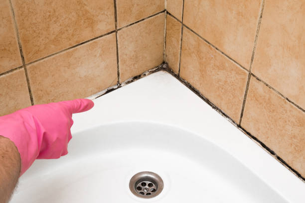 Best Residential Mold Remediation in Minster, OH