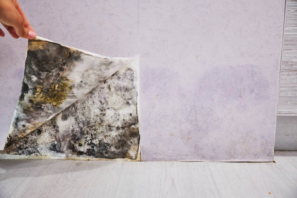 Best Emergency Mold Remediation in Minster, OH